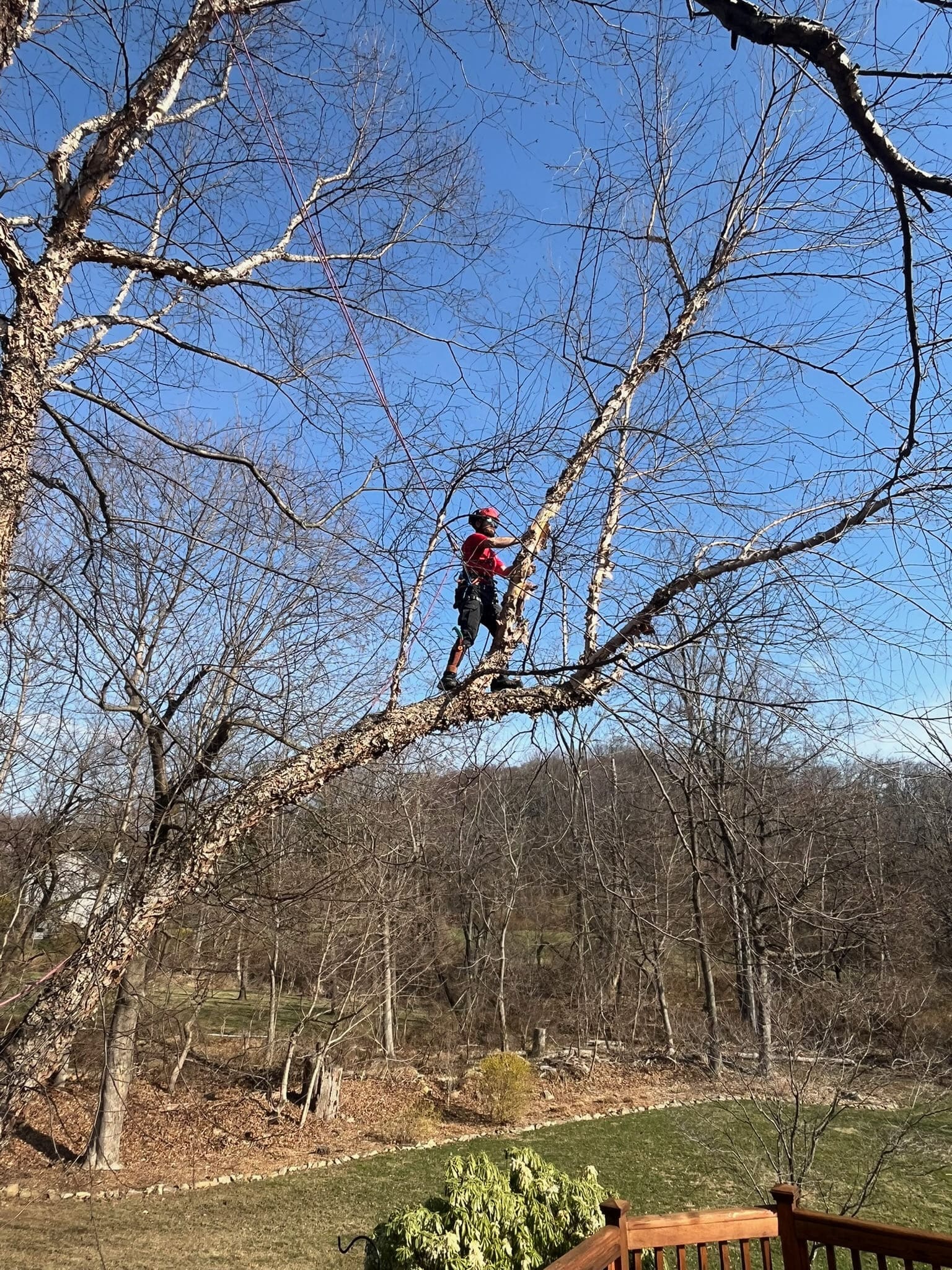 87137_pruning