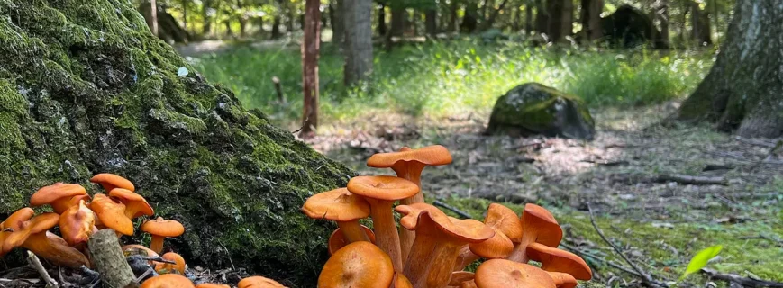 guide-to-plant-health-august2026